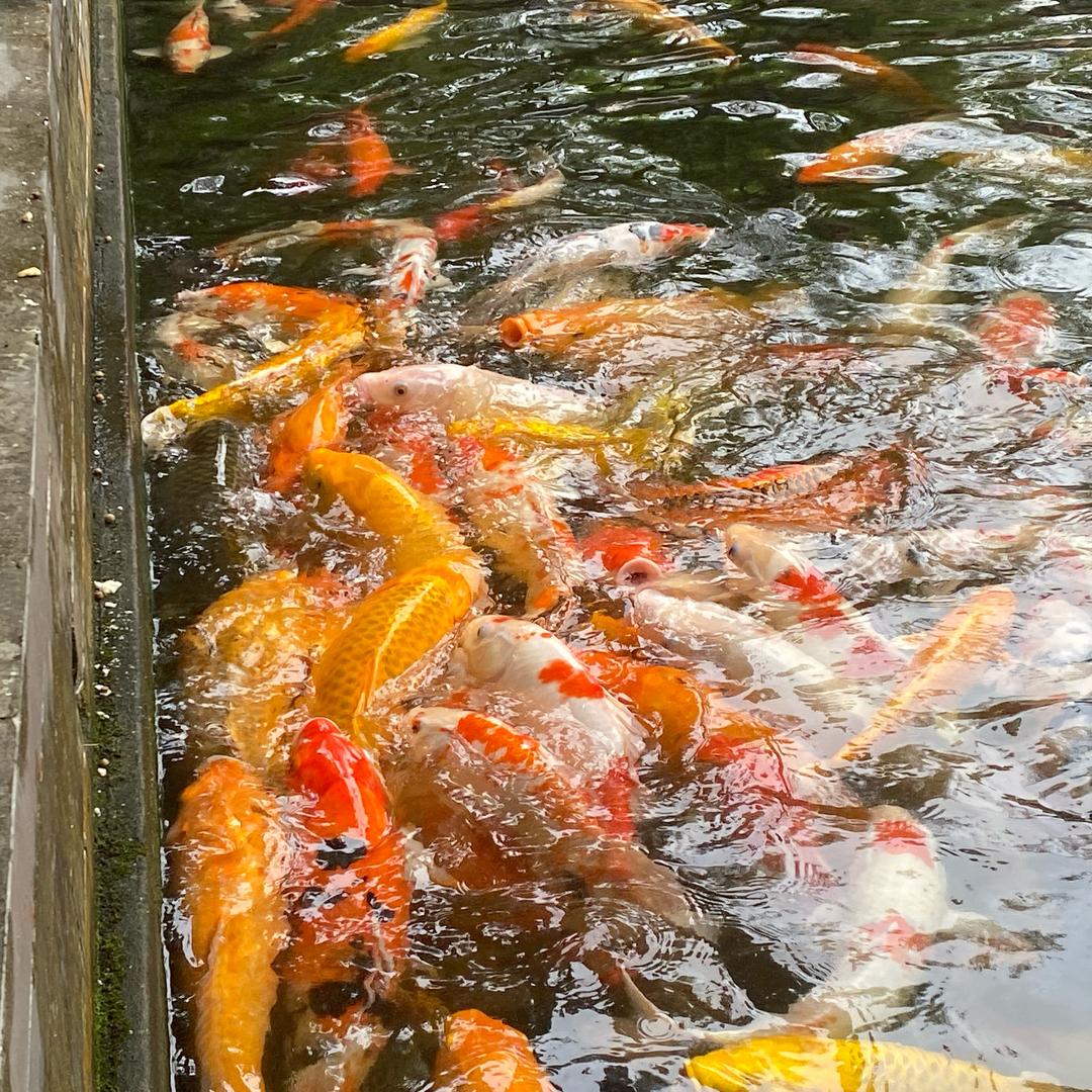 万事如意💗