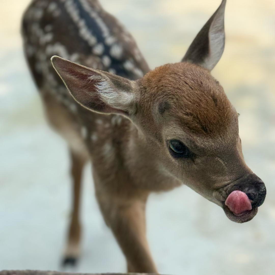 卧龙区石桥镇鹿康梅花鹿养殖场🦌