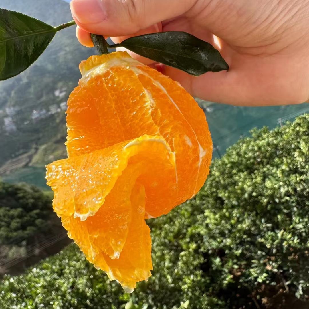 鲜果满园