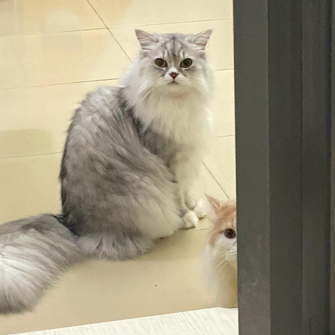 🐱哈仔和立秋