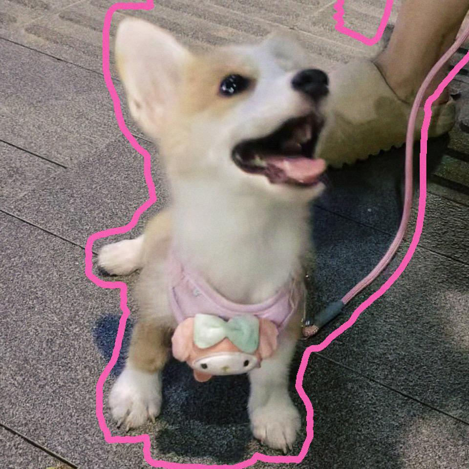 小狗圆满