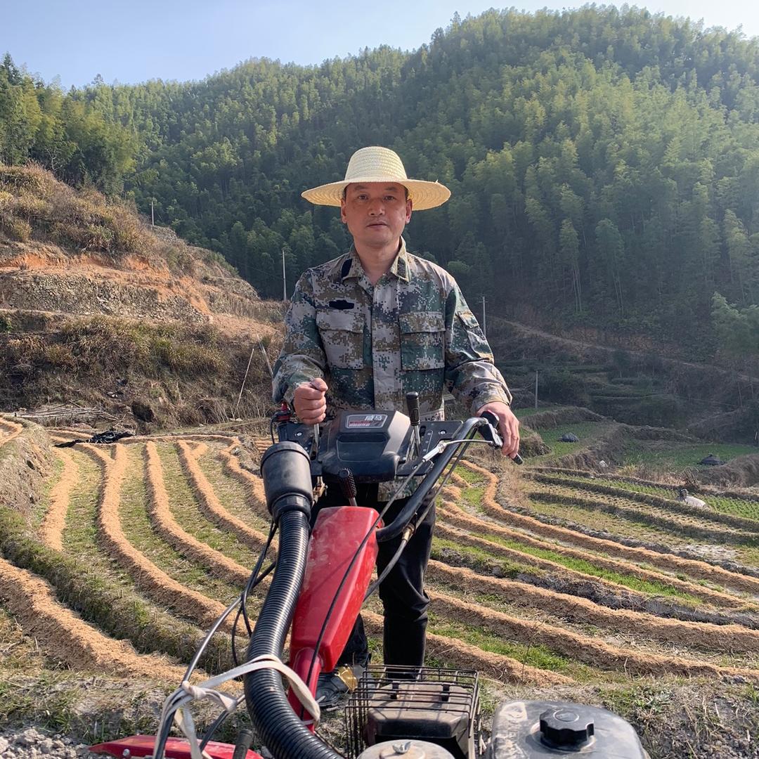 农村高山散养鸡