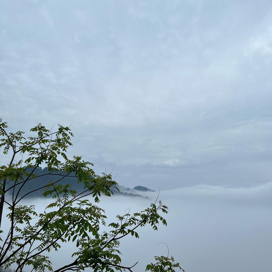 富贵花