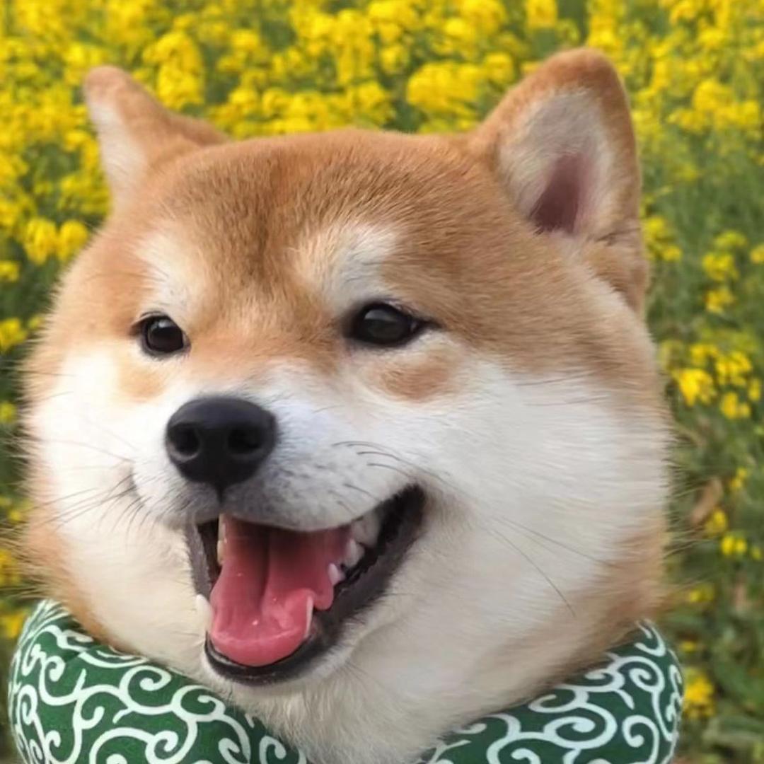 引鸿.