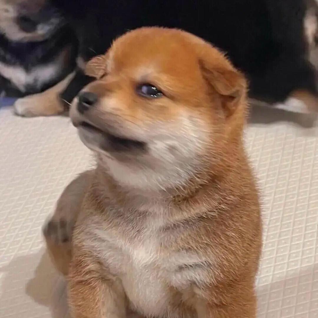 高兴小狗