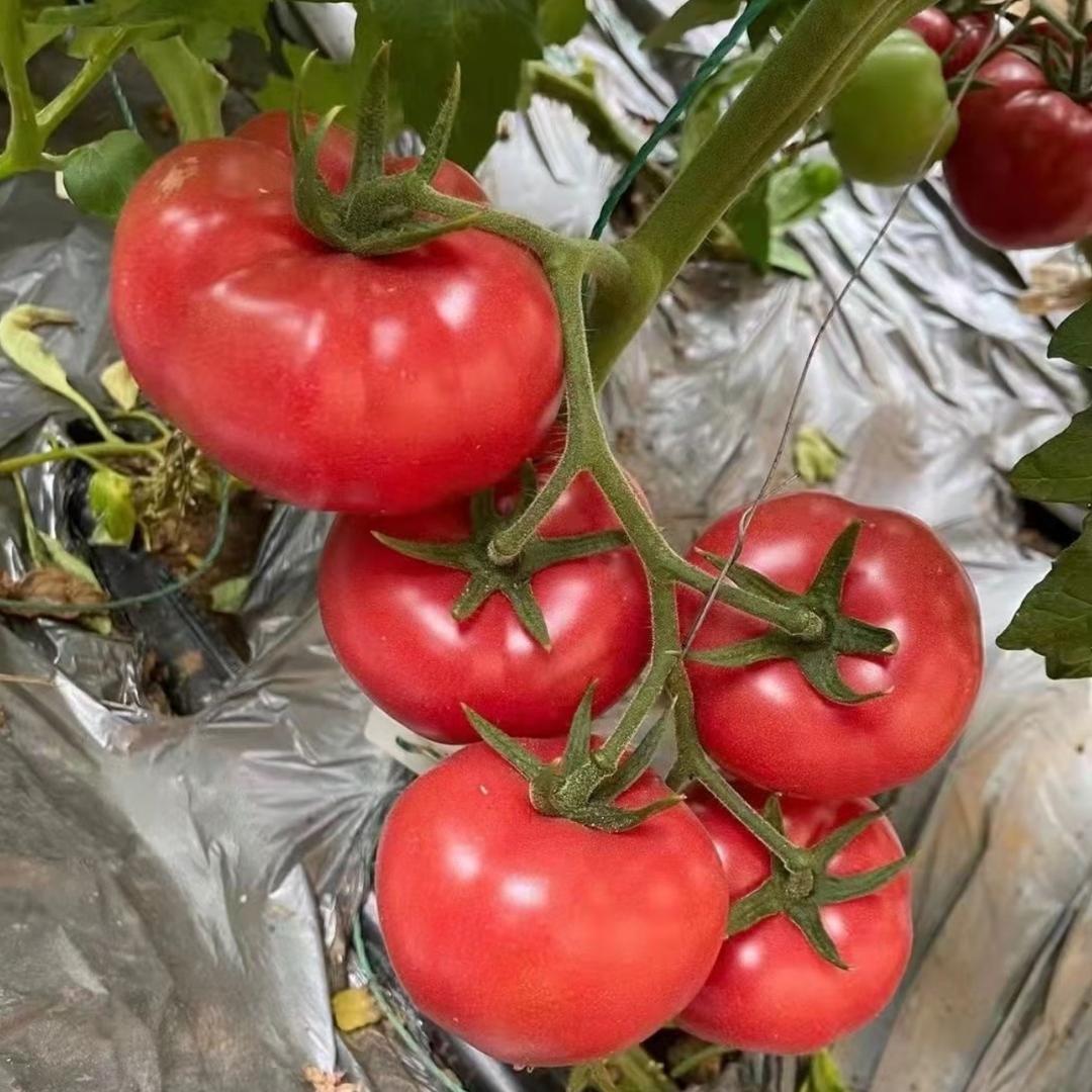 扶沟万亩大棚蔬菜基地