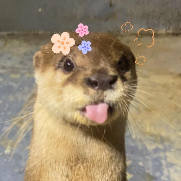 小水獭妮蔻