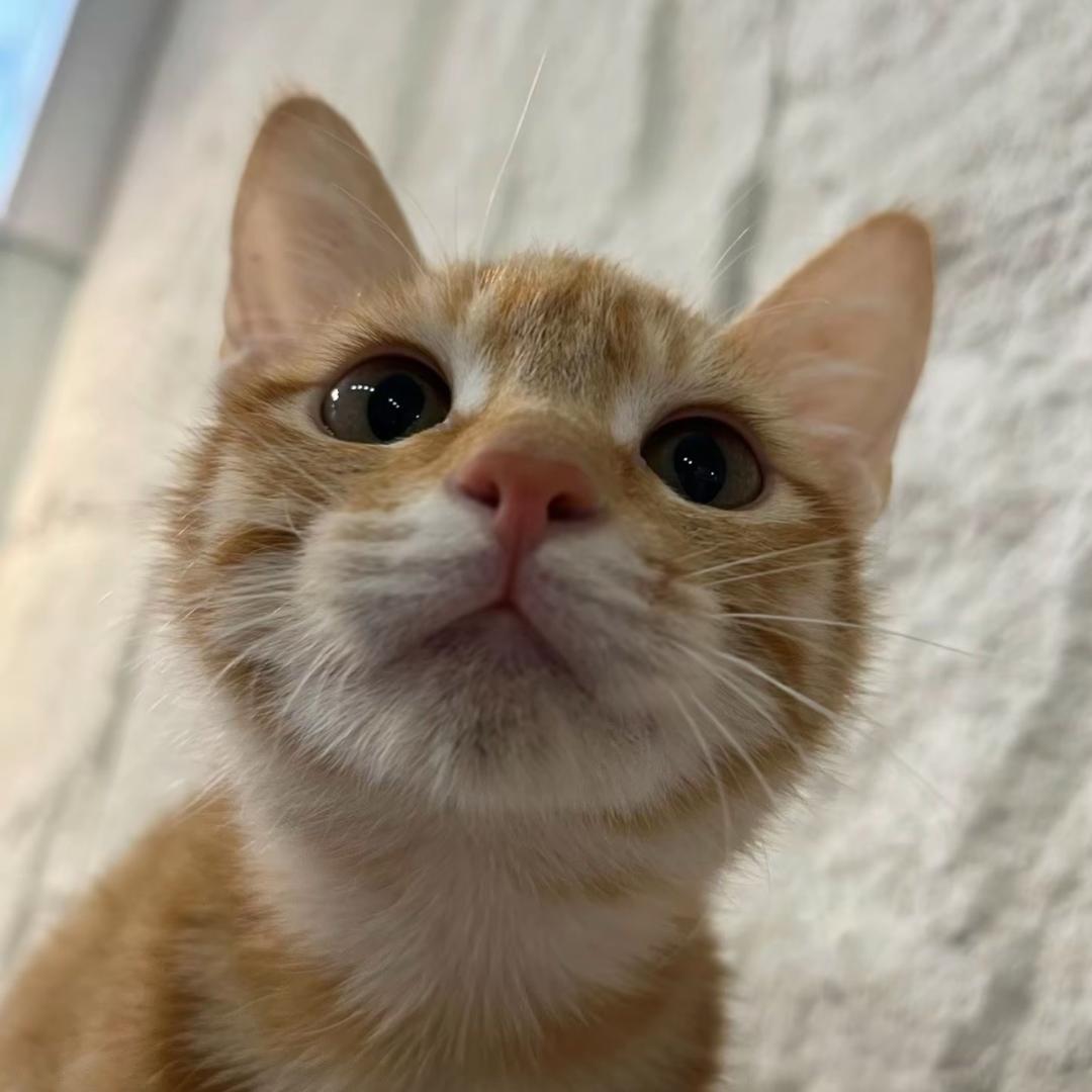⦮      ⦯