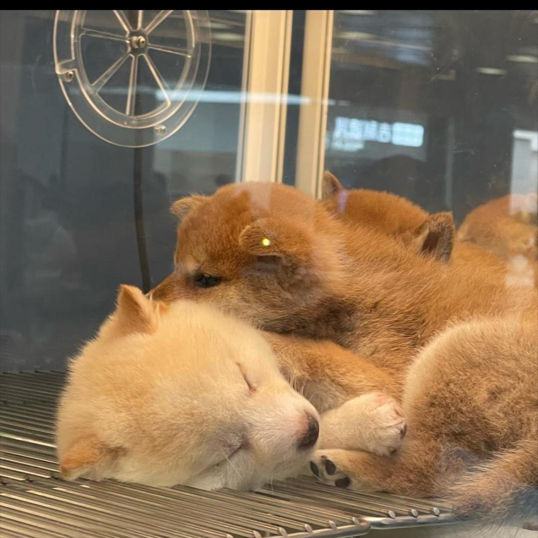 疯狂的小柿子🍅