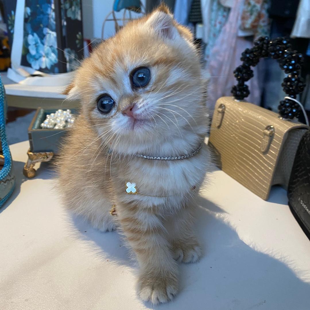 心想事成的妮妮