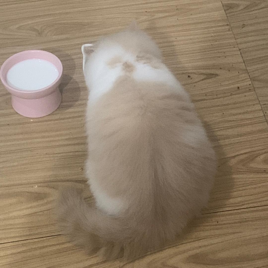 花生和千岁