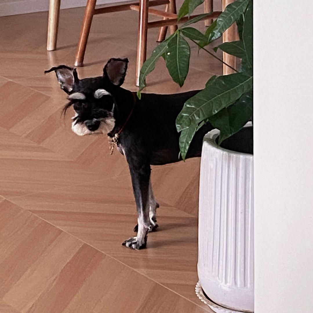 有只雪纳瑞叫老k