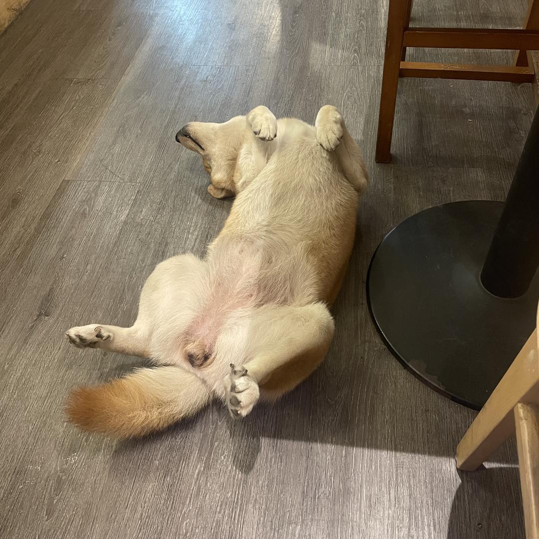 大师兄健身万科柴柴