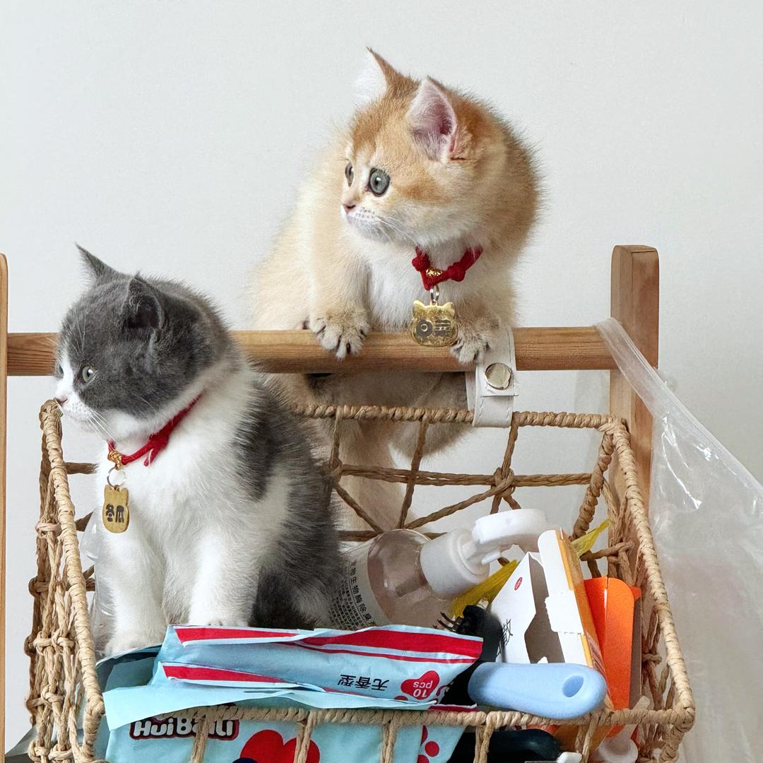 小猫烘培员🐱