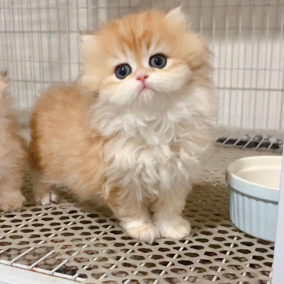 猫小舍