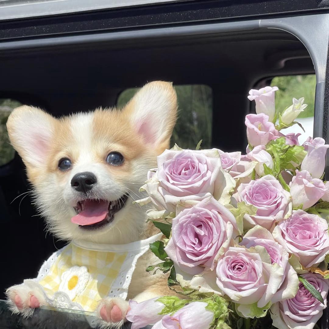 荣耀等级-姚睿丹