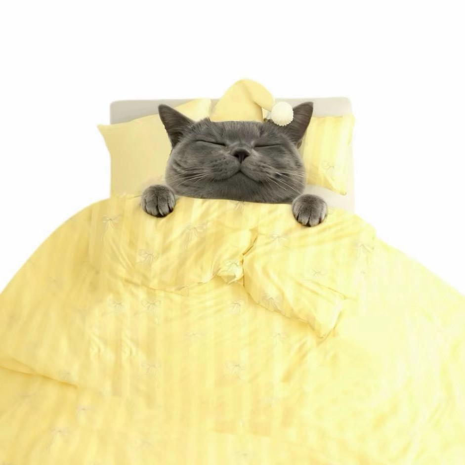 抹茶小猫吃布朗尼