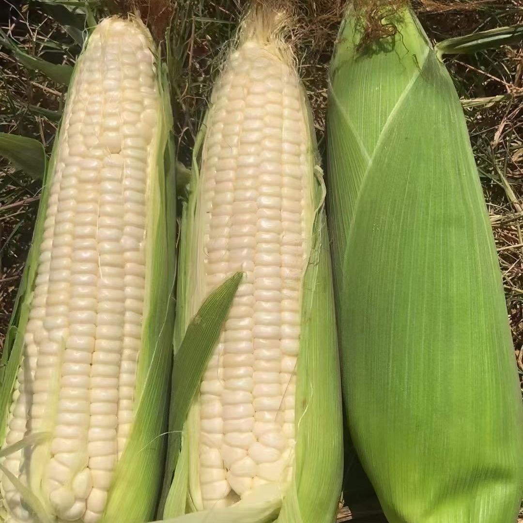 小伟农业🌽
