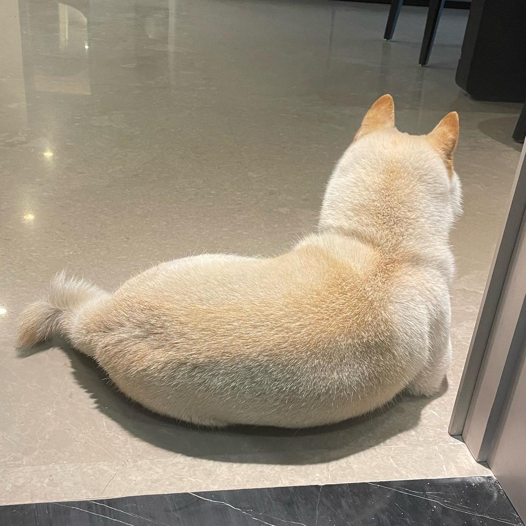 是莫非口不是Moco(治愈版)