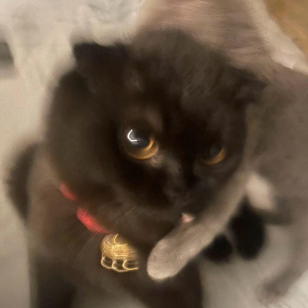 猫猫猫