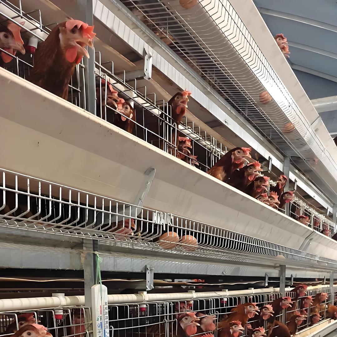 德普鑫畜牧养殖