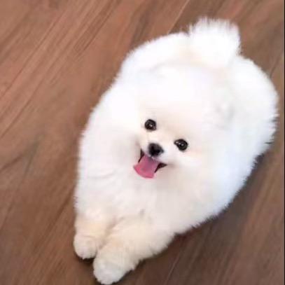 贝壳（拒私聊）