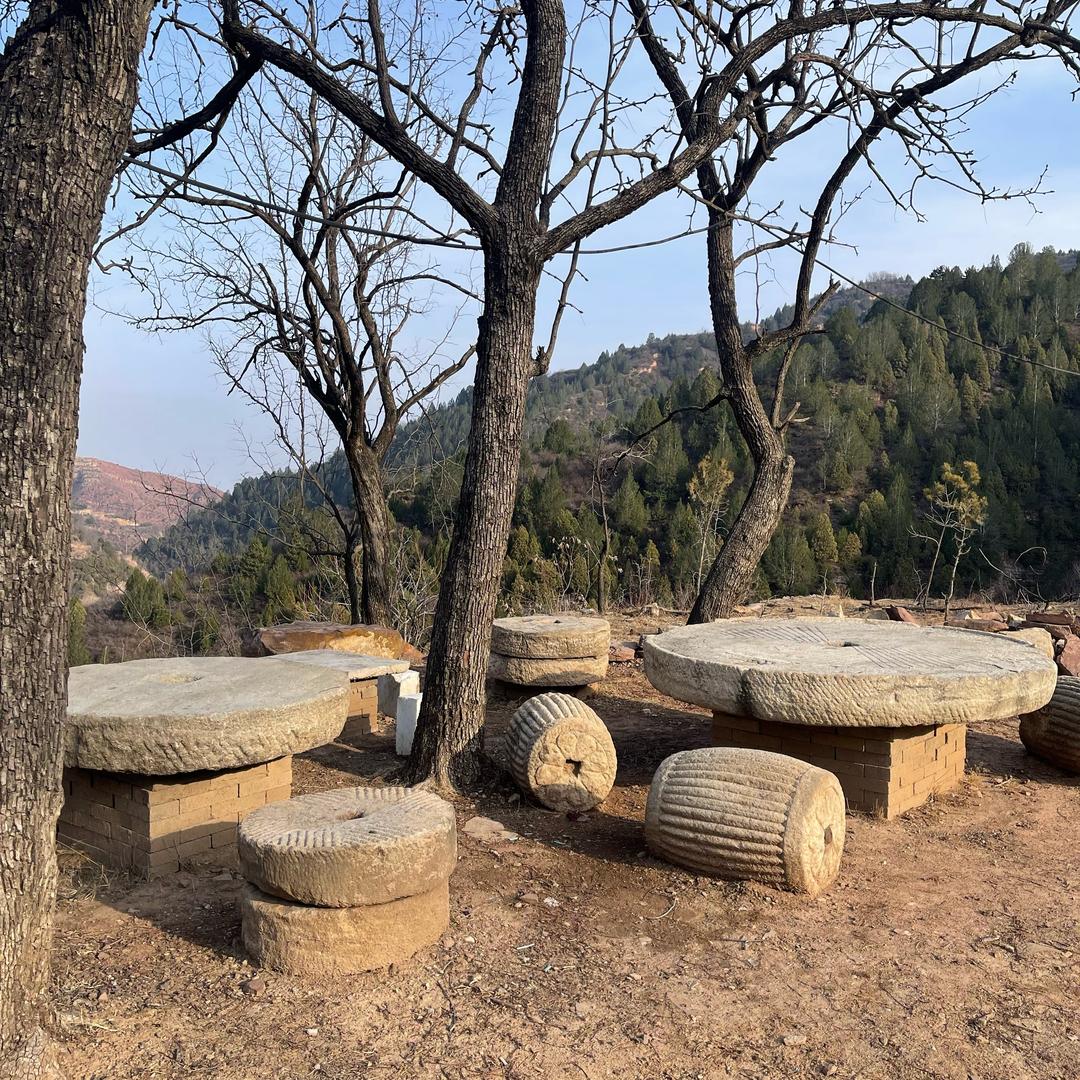 山西杂草根