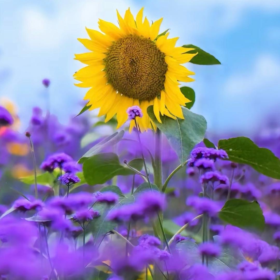 暖阳🌻