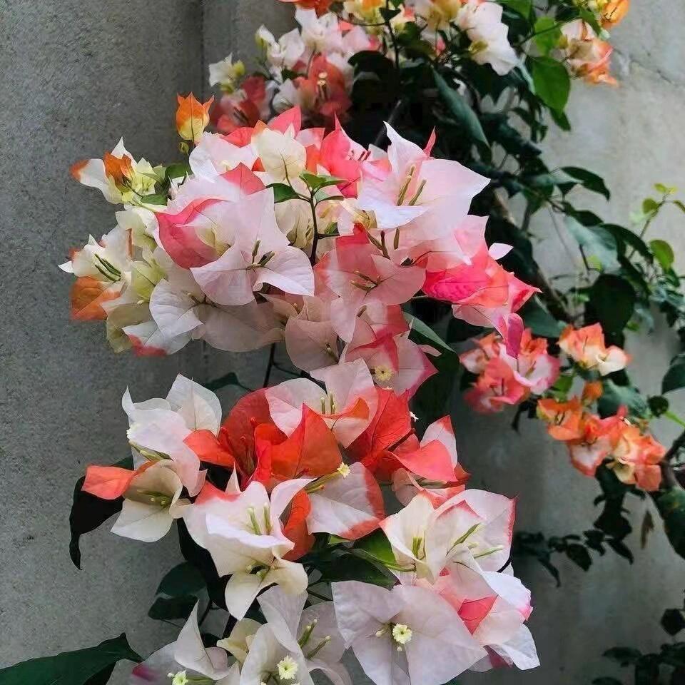 小灯仔品种三角梅8号店