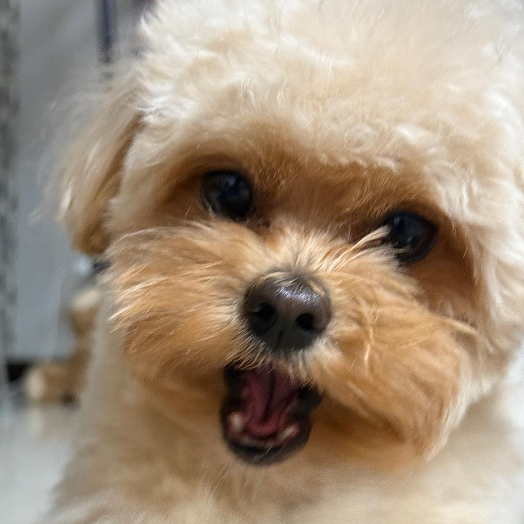 小熹笑嘻嘻