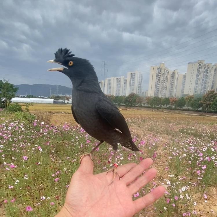 笨鸟爱唱歌
