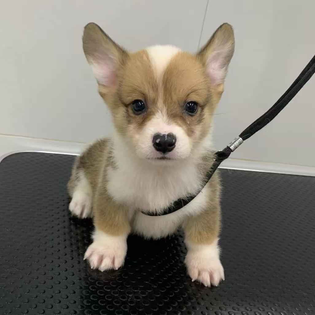 有尾巴的小汉堡🍔.