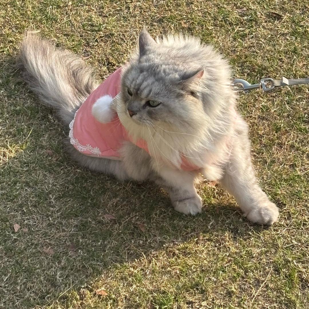 方便面