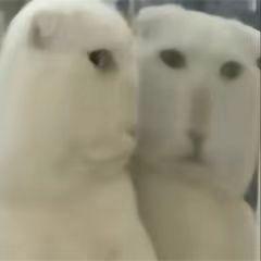 呱呱叫～