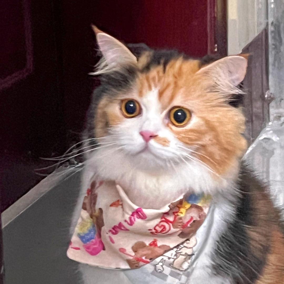 举🌰子𓈒𓏸ᐝ