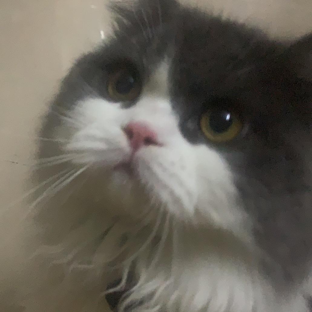 蜡笔小新