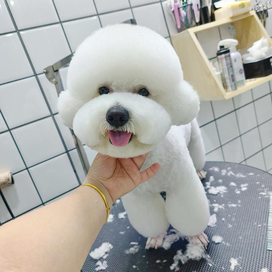 布丁是只小比熊呀