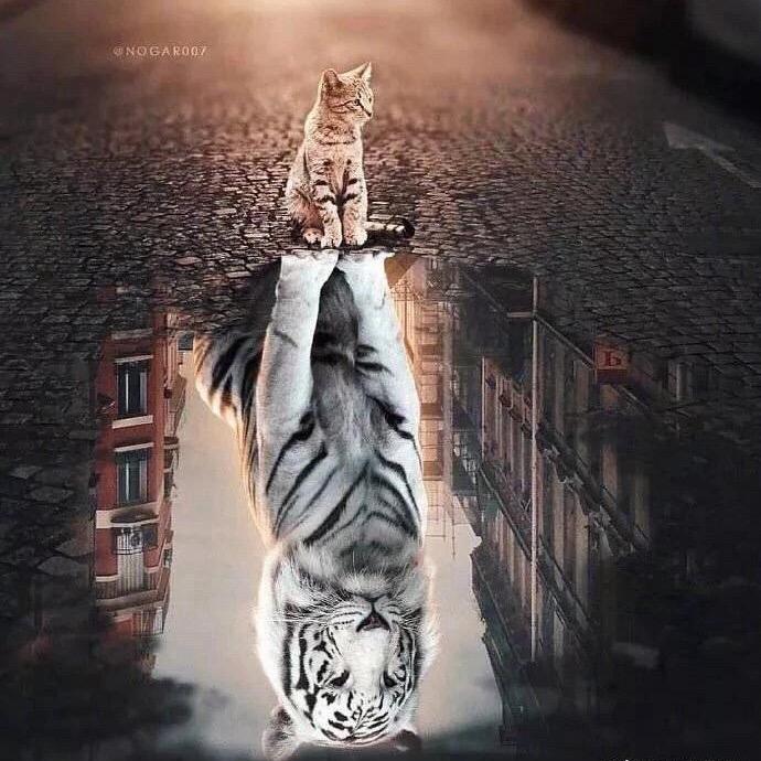 奔跑的老狼🐺