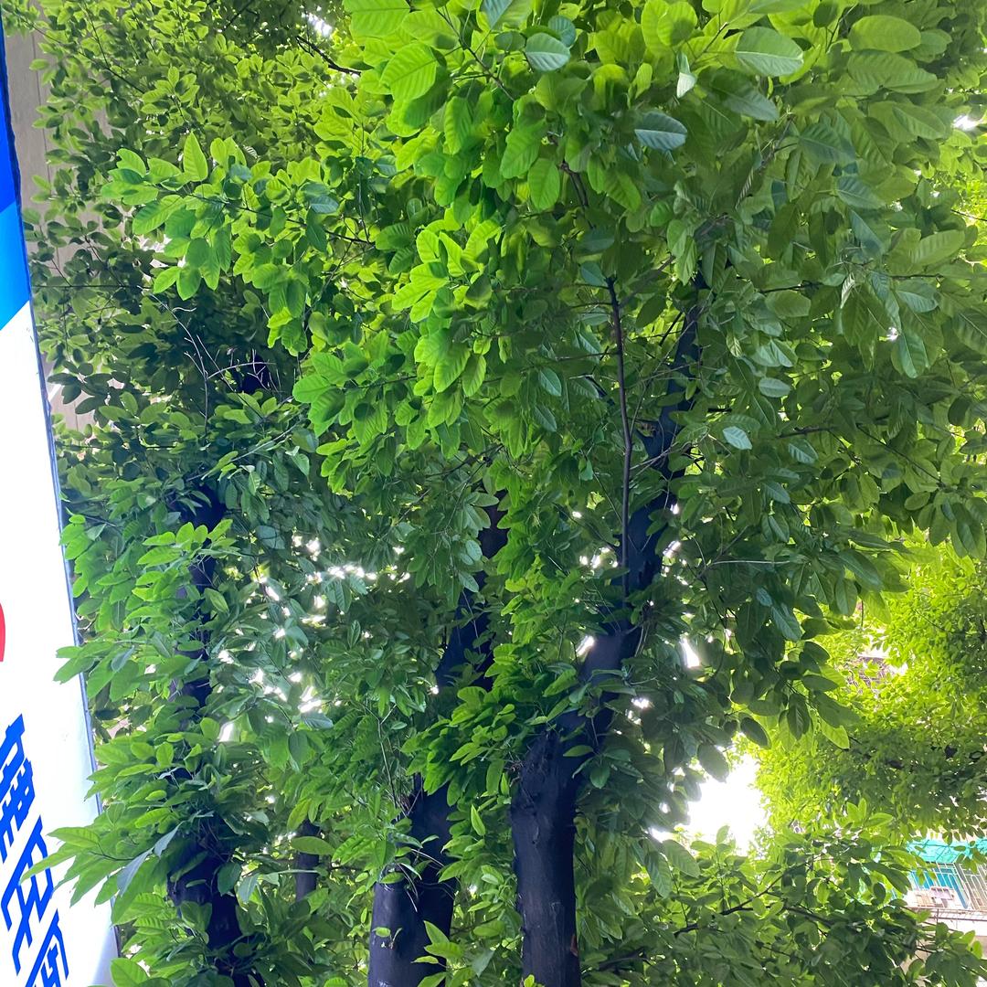 HIT-小🫑