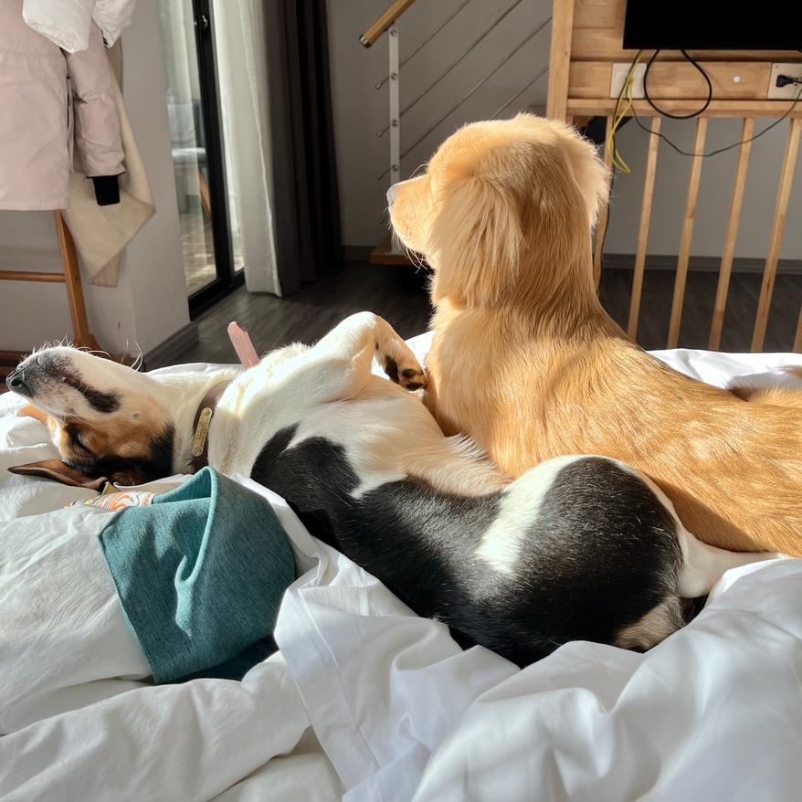 YY的妹妹叫妹妹