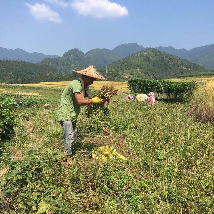 馋乡味花生特产