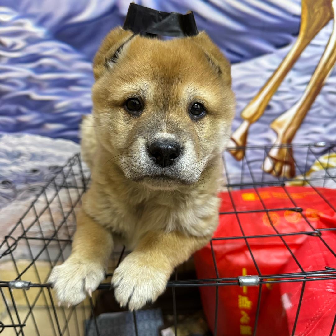 贺总、高级训犬师