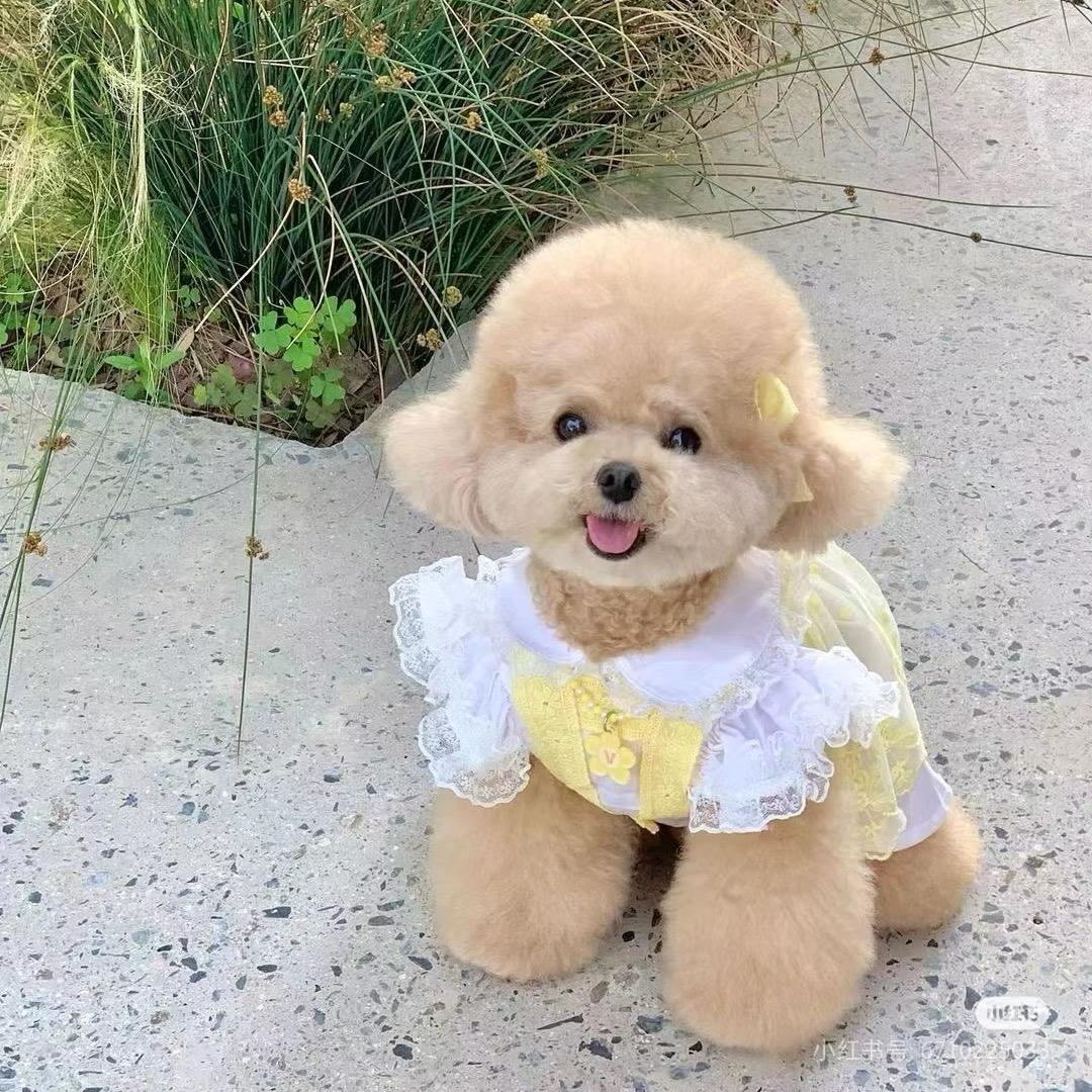 洋崽说狗