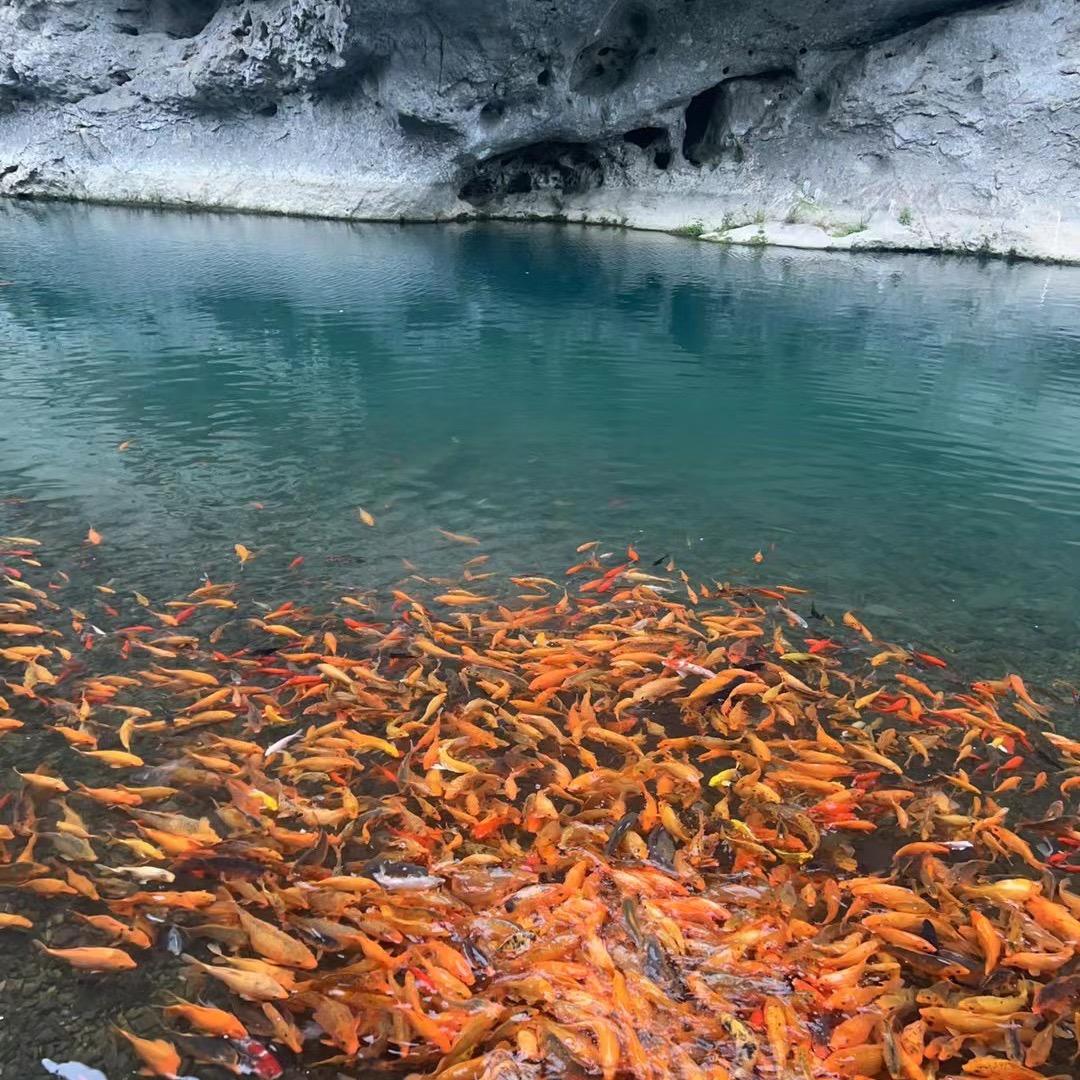 段遥
