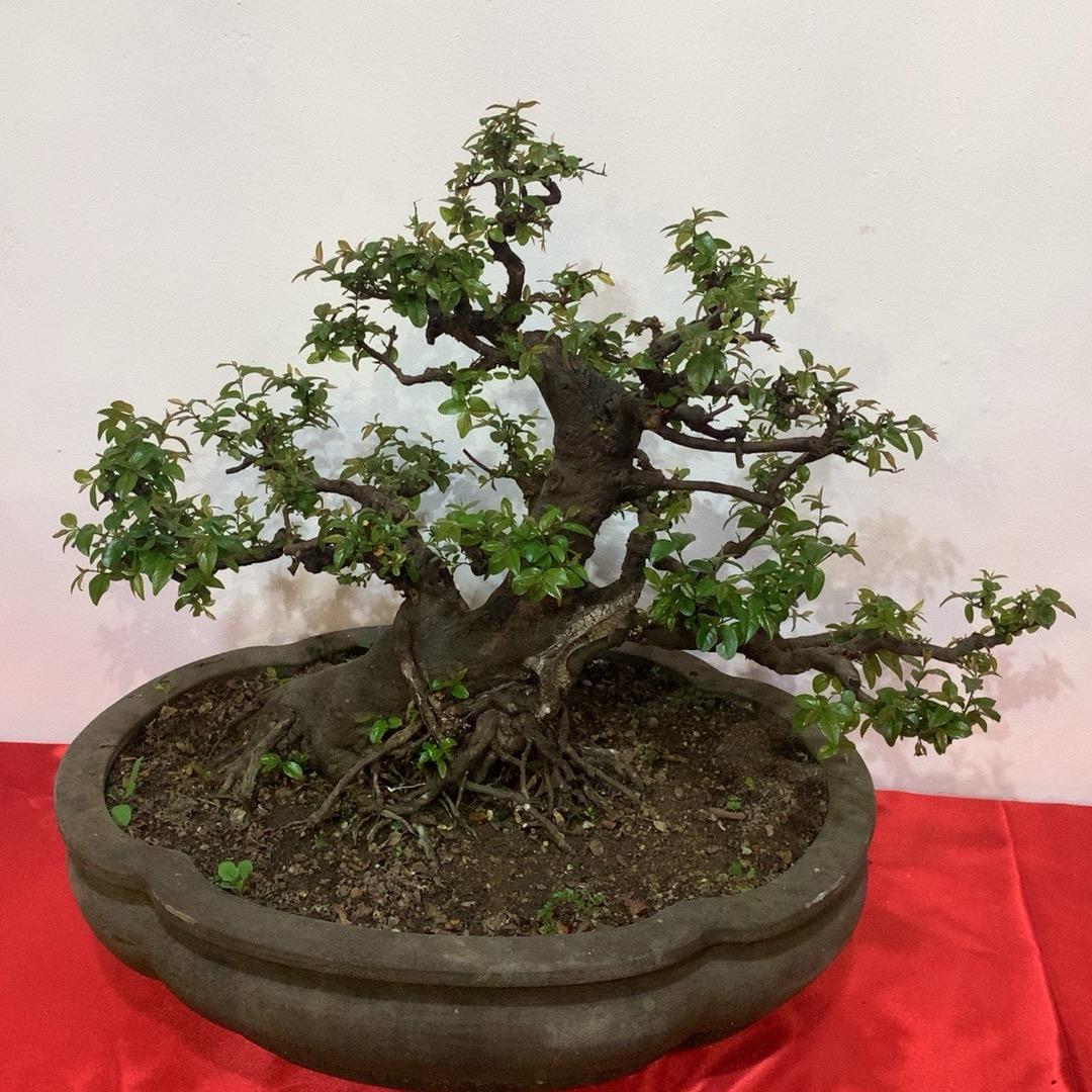 英斯派