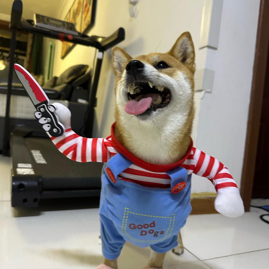 开心小美萌汪记🐶