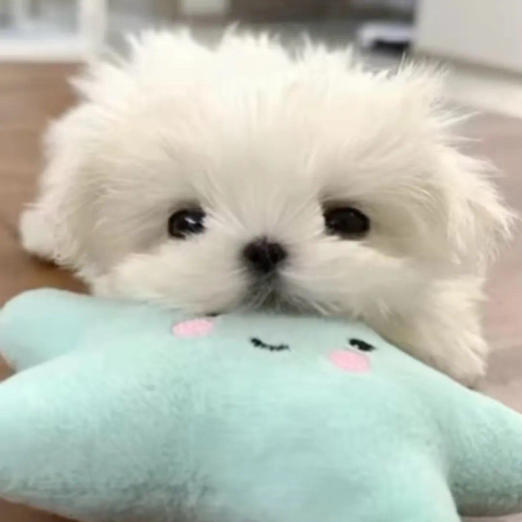 懒觉小狗^
