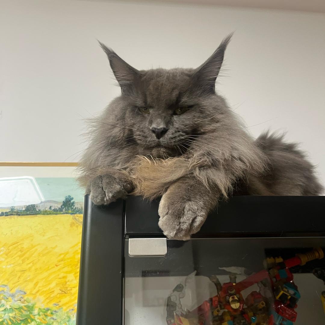 呼噜呼噜🐱