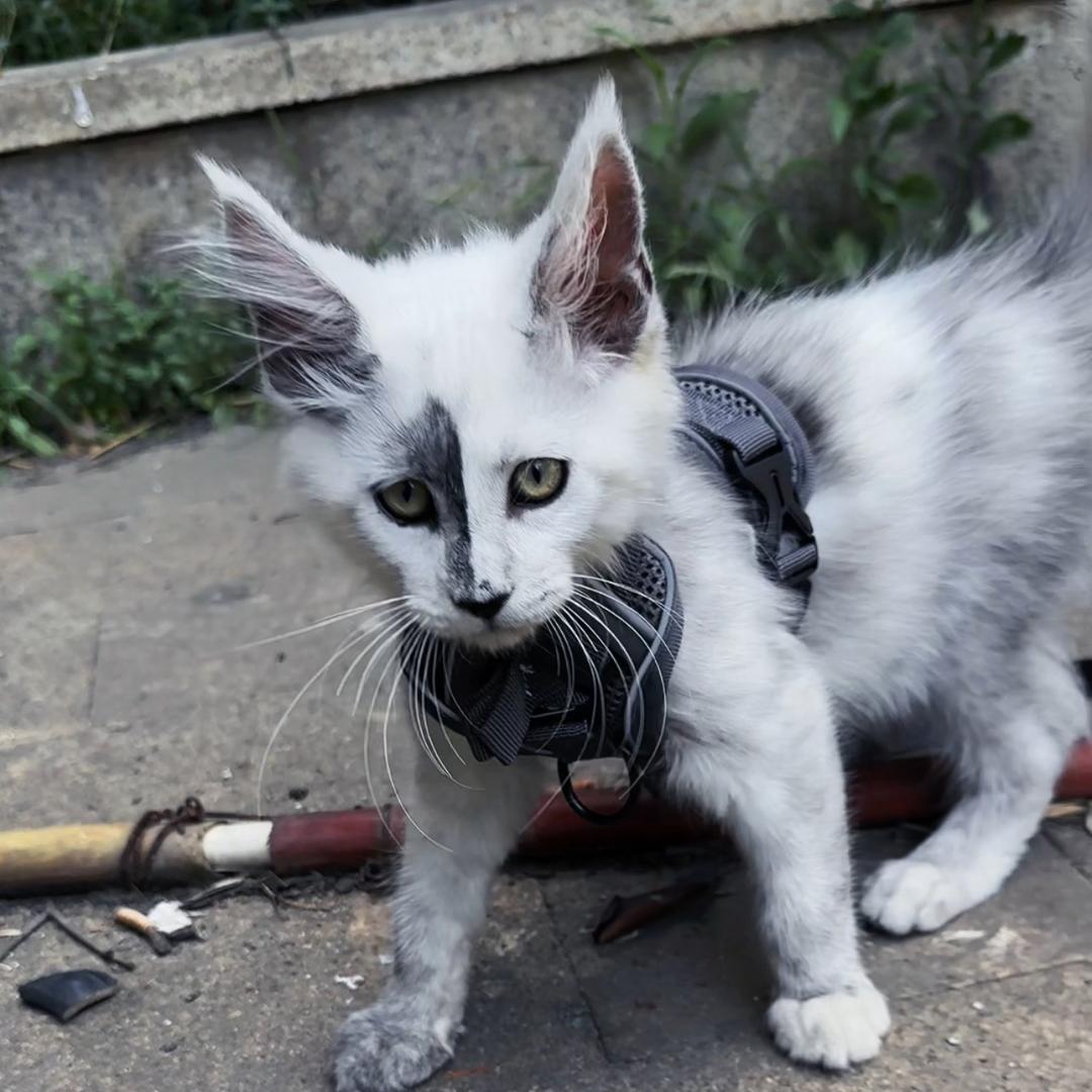 缅因猫刀疤