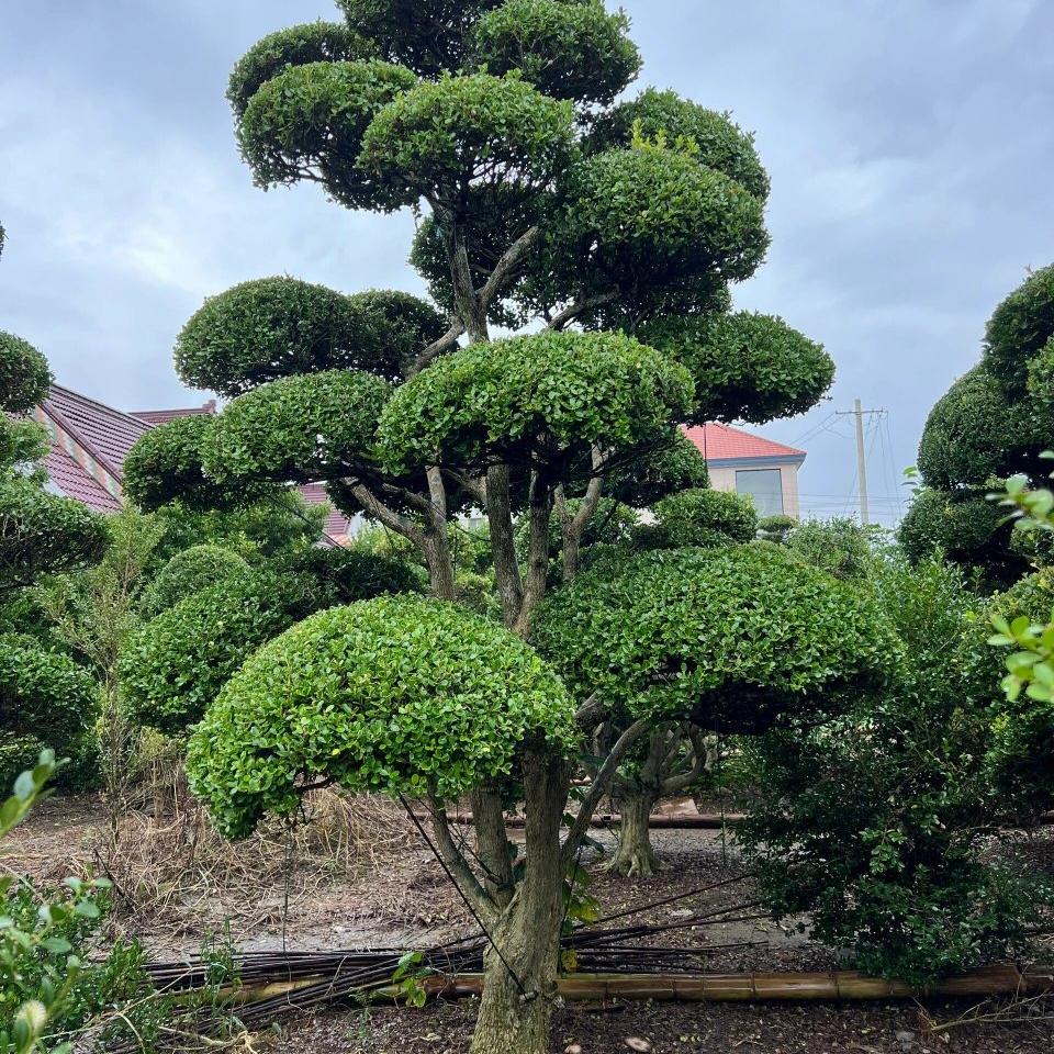 顺莉花卉
